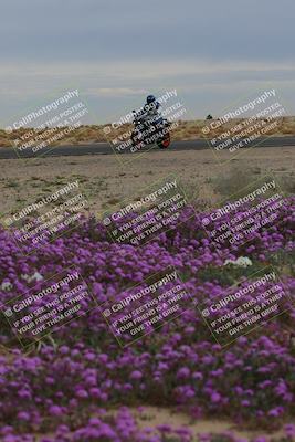 media/Jan-14-2023-SoCal Trackdays (Sat) [[497694156f]]/Turn 14 Exit Bloomig (145pm)/